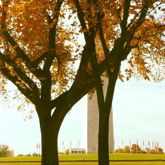 Photo Of The Day: Autumn DC