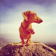 Photo Of The Day: The King Of Runyon Canyon