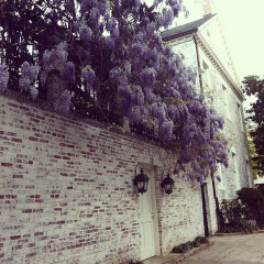 Photo Of The Day: Wisteria In Georgetown