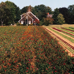 The Freshest Farm Stands In The Hamptons