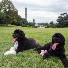 Cuteness Alert: Obamas Adopt New Puppy!