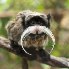 10 Majestic Mustaches Of The Animal Kingdom For Movember