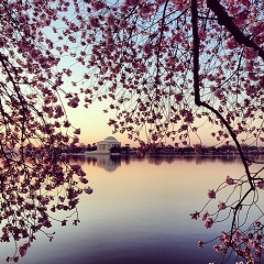 Instagram Of The Day: Cherry Blossom Season Is In Full Swing!