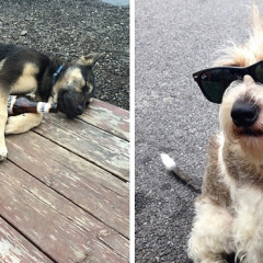 These 12 Puppies Know Your Typical Morning-After Struggle