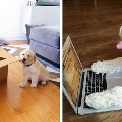 Navigate Amazon Prime Day With The Help Of These Cute Dogs